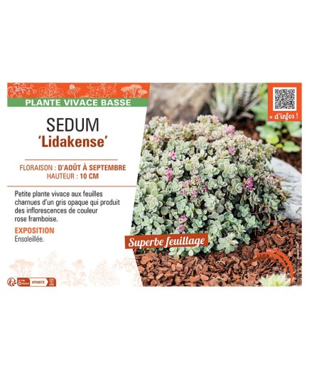 SEDUM LIDAKENSE