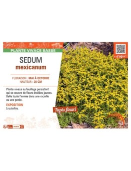 SEDUM MEXICANUM
