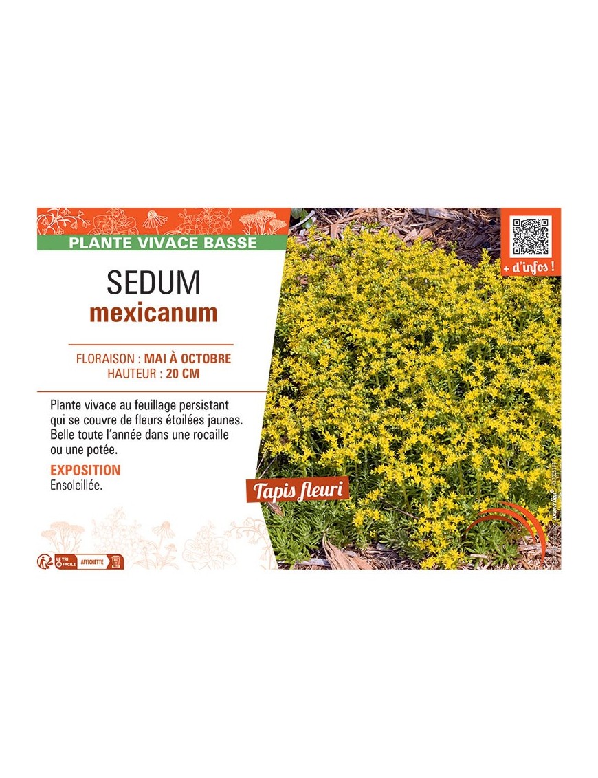 SEDUM MEXICANUM