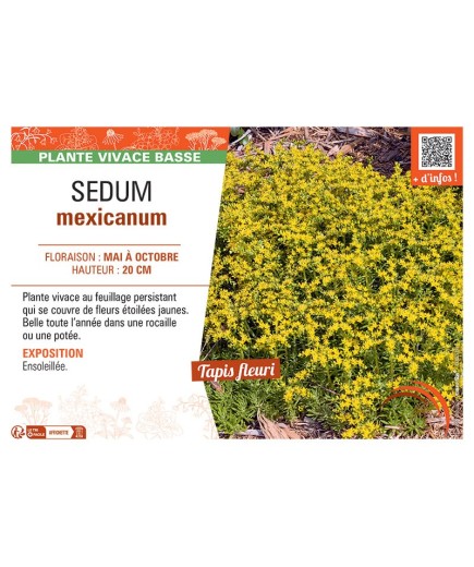 SEDUM MEXICANUM