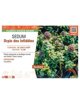 SEDUM ORPIN DES INFIDELES