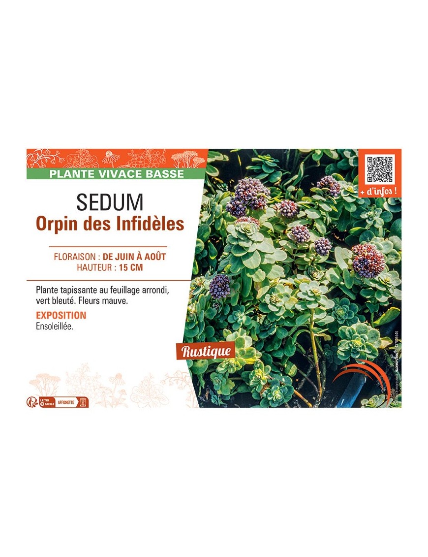 SEDUM ORPIN DES INFIDELES