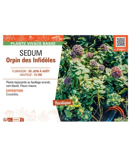 SEDUM ORPIN DES INFIDELES