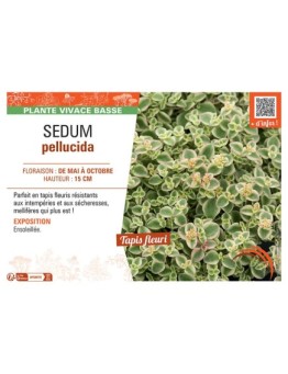 SEDUM PELLUCIDA