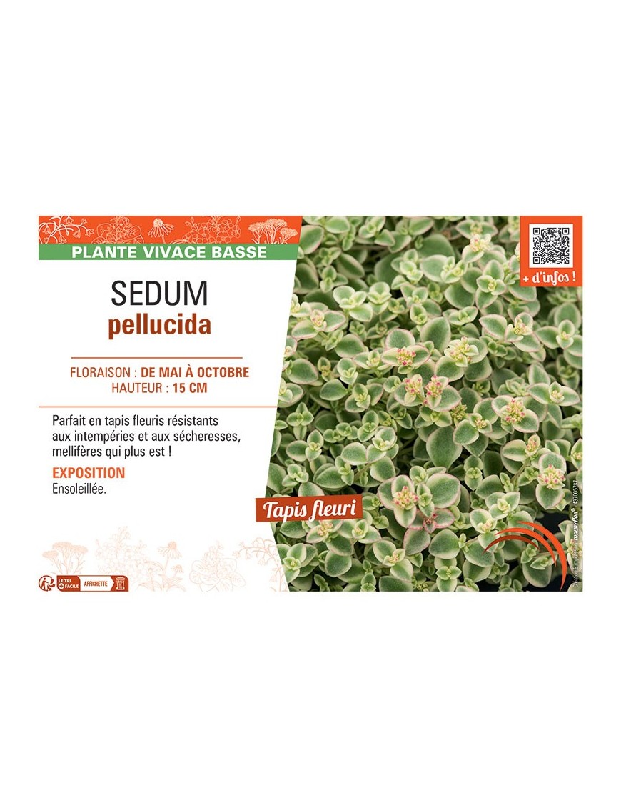 SEDUM PELLUCIDA