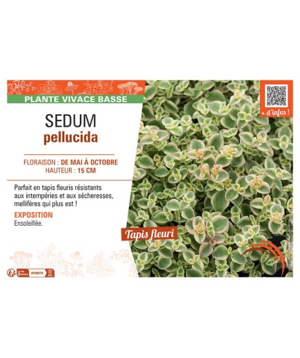 SEDUM PELLUCIDA