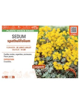 SEDUM SPATHULIFOLIUM