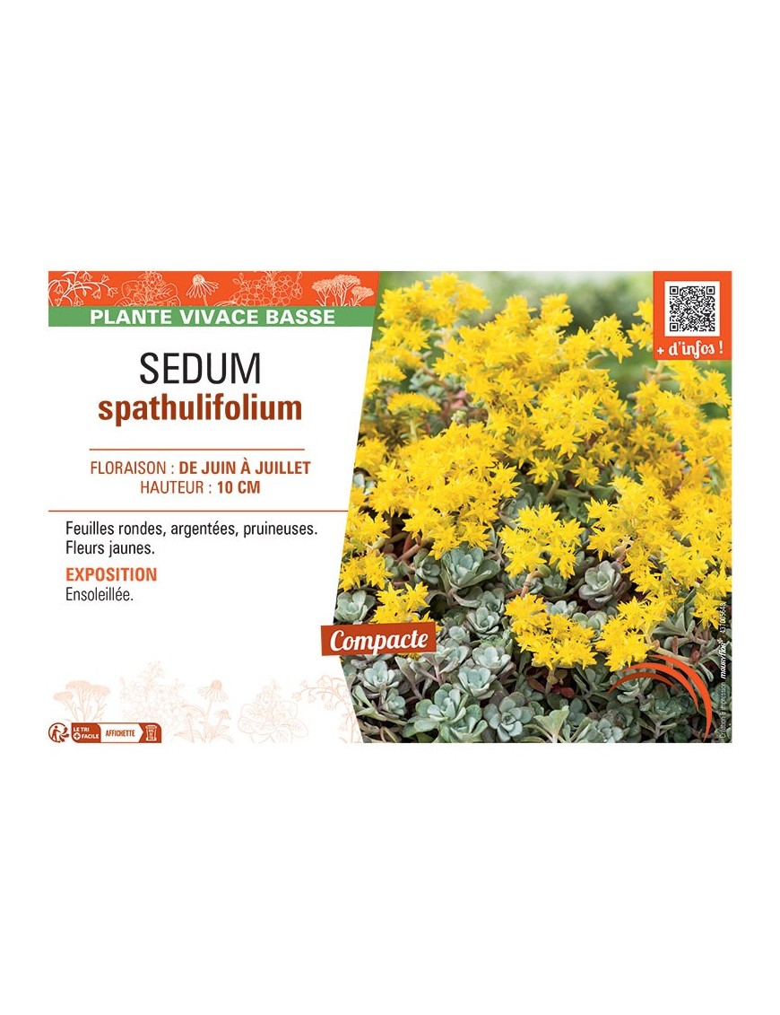 SEDUM SPATHULIFOLIUM