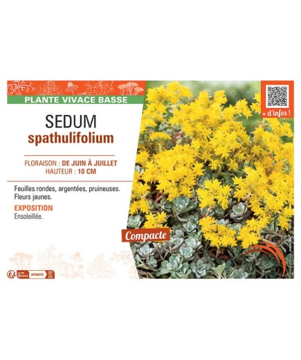 SEDUM SPATHULIFOLIUM