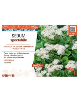 SEDUM SPECTABILE
