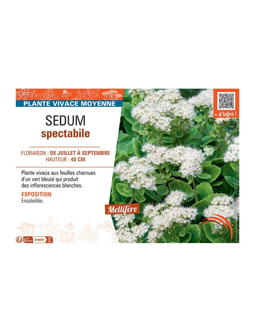 SEDUM SPECTABILE