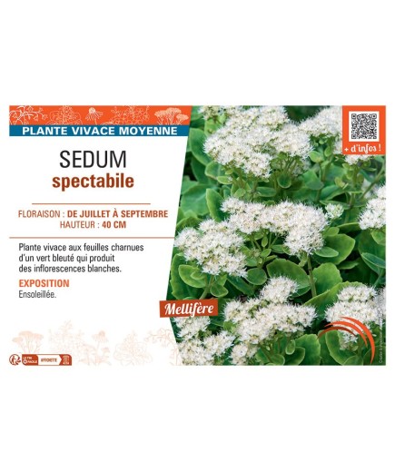 SEDUM SPECTABILE