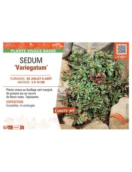 SEDUM VARIEGATUM