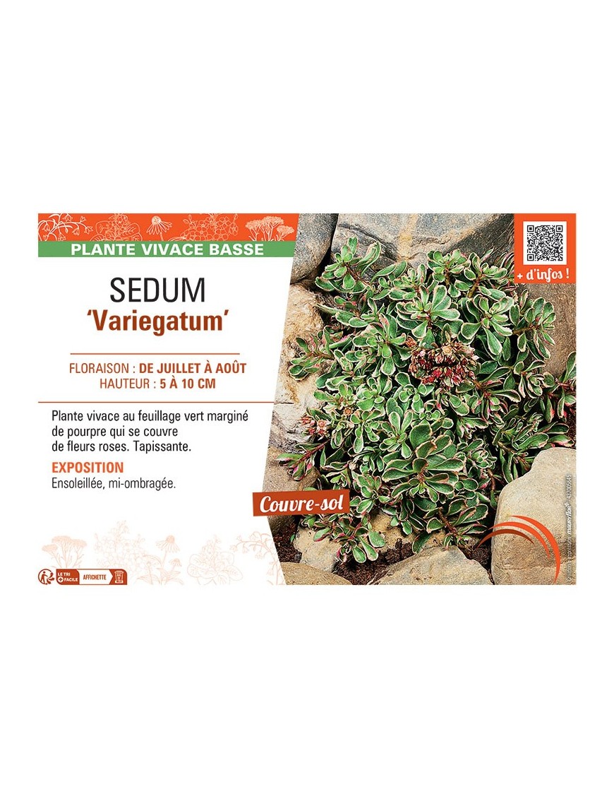 SEDUM VARIEGATUM