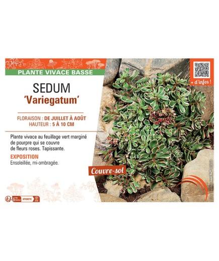 SEDUM VARIEGATUM