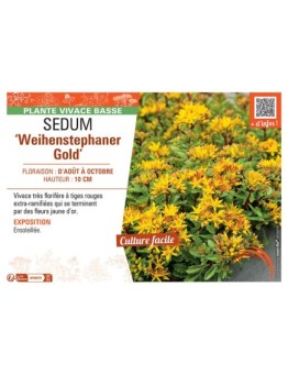 SEDUM WEIHENSTEPHANER GOLD
