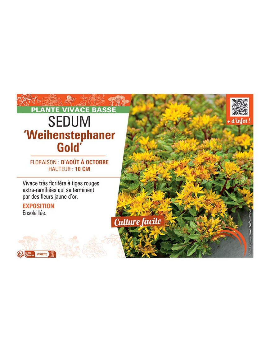 SEDUM WEIHENSTEPHANER GOLD