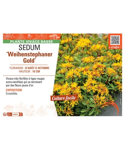 SEDUM WEIHENSTEPHANER GOLD