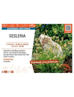 SESLERIA