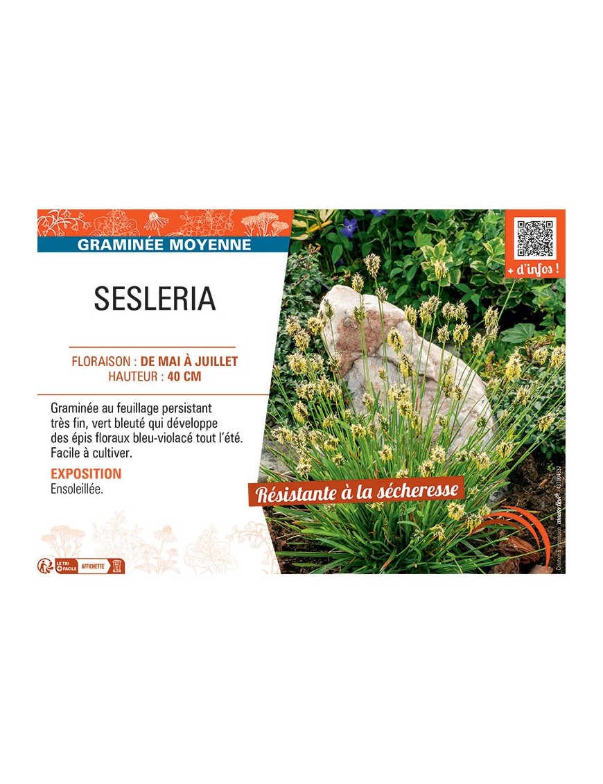 SESLERIA