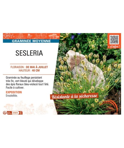 SESLERIA