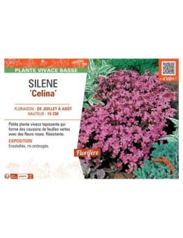 SILENE CELINA