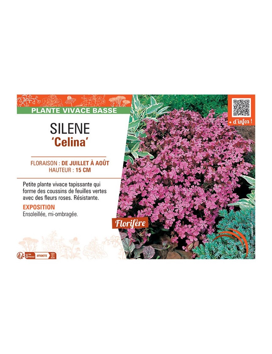 SILENE CELINA