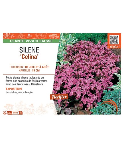 SILENE CELINA