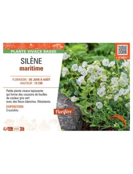 SILENE MARITIME