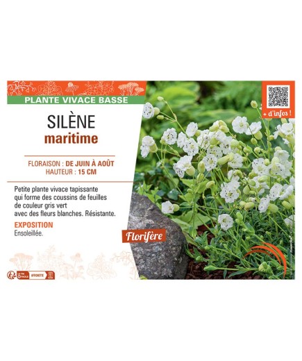 SILENE MARITIME