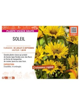 SOLEIL Helianthus atrorubens