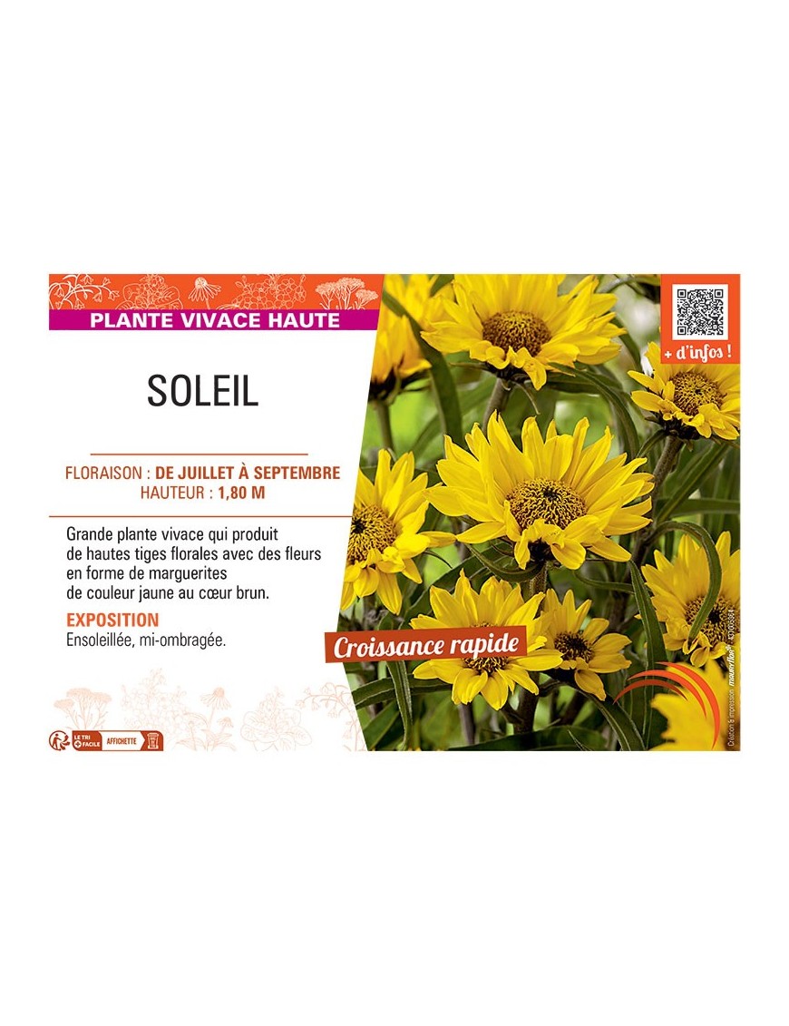 SOLEIL Helianthus atrorubens