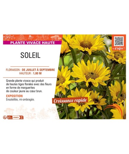 SOLEIL Helianthus atrorubens