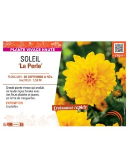 SOLEIL LA PERLE Helianthus decapetalus