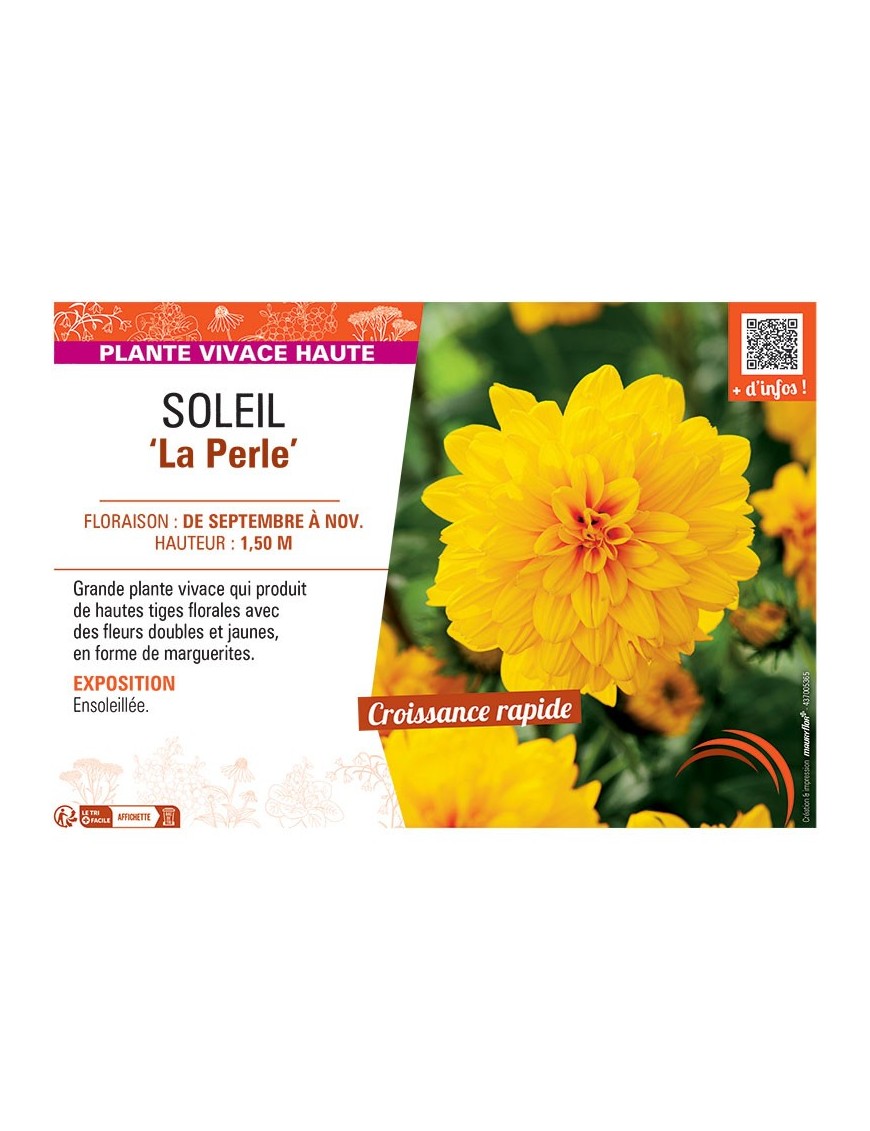 SOLEIL LA PERLE Helianthus decapetalus