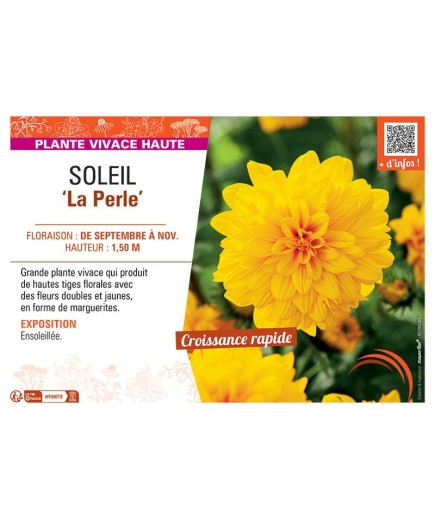 SOLEIL LA PERLE Helianthus decapetalus