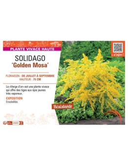 SOLIDAGO GOLDEN MOSA