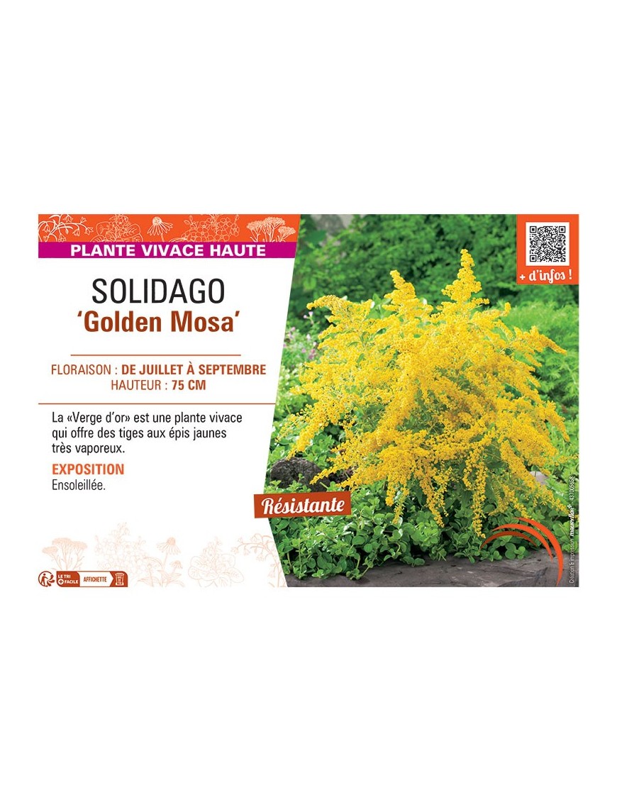 SOLIDAGO GOLDEN MOSA