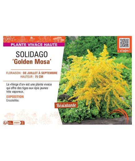 SOLIDAGO GOLDEN MOSA