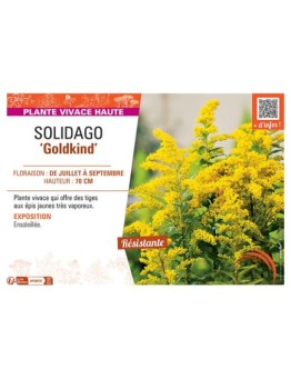 SOLIDAGO GOLDKIND