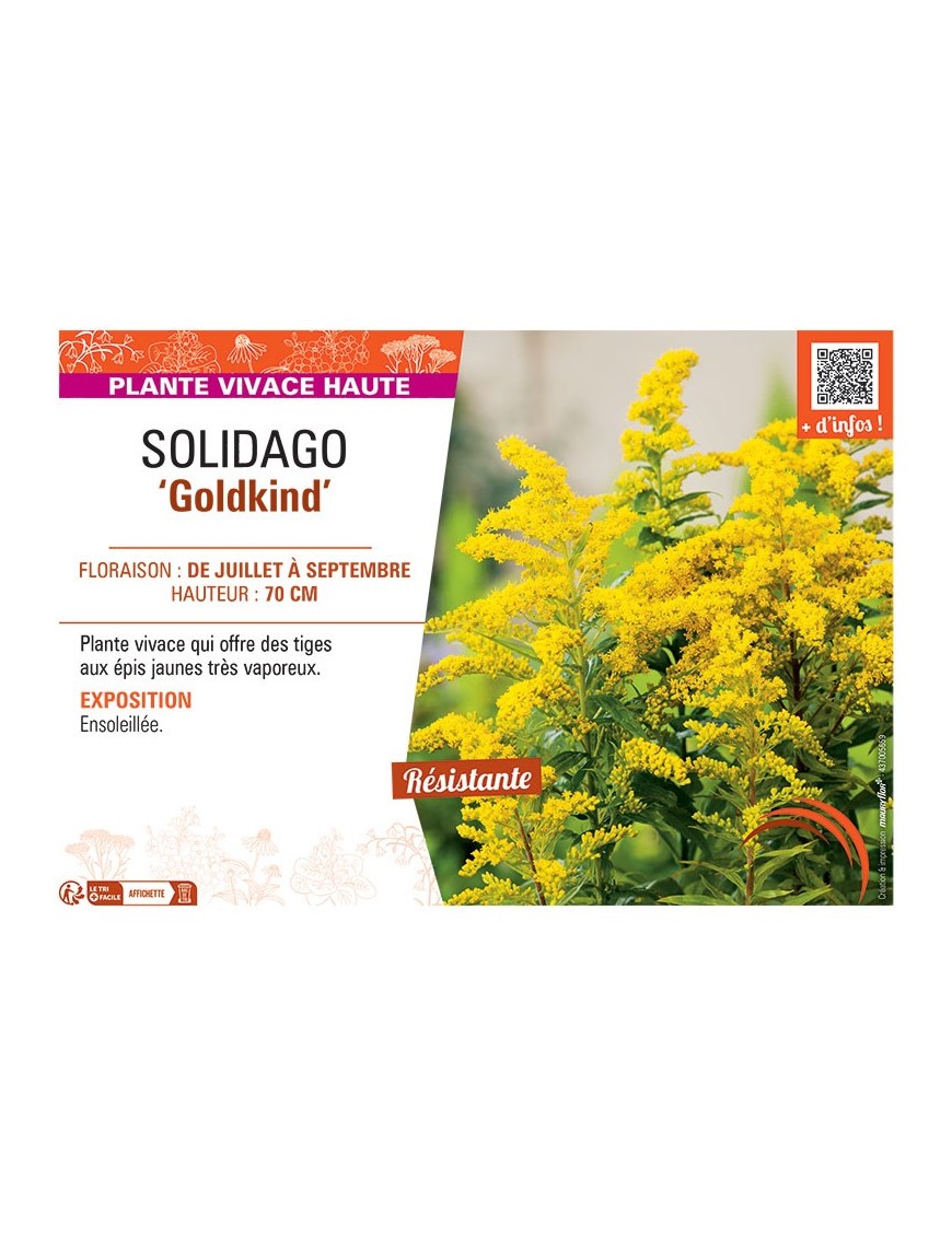 SOLIDAGO GOLDKIND