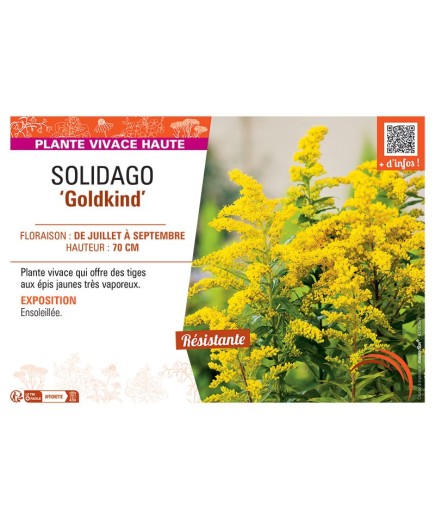 SOLIDAGO GOLDKIND