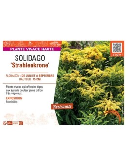 SOLIDAGO STRAHLENKRONE