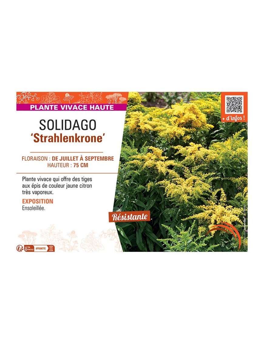 SOLIDAGO STRAHLENKRONE