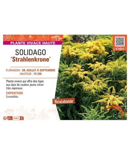 SOLIDAGO STRAHLENKRONE