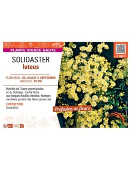 SOLIDASTER LUTEUS