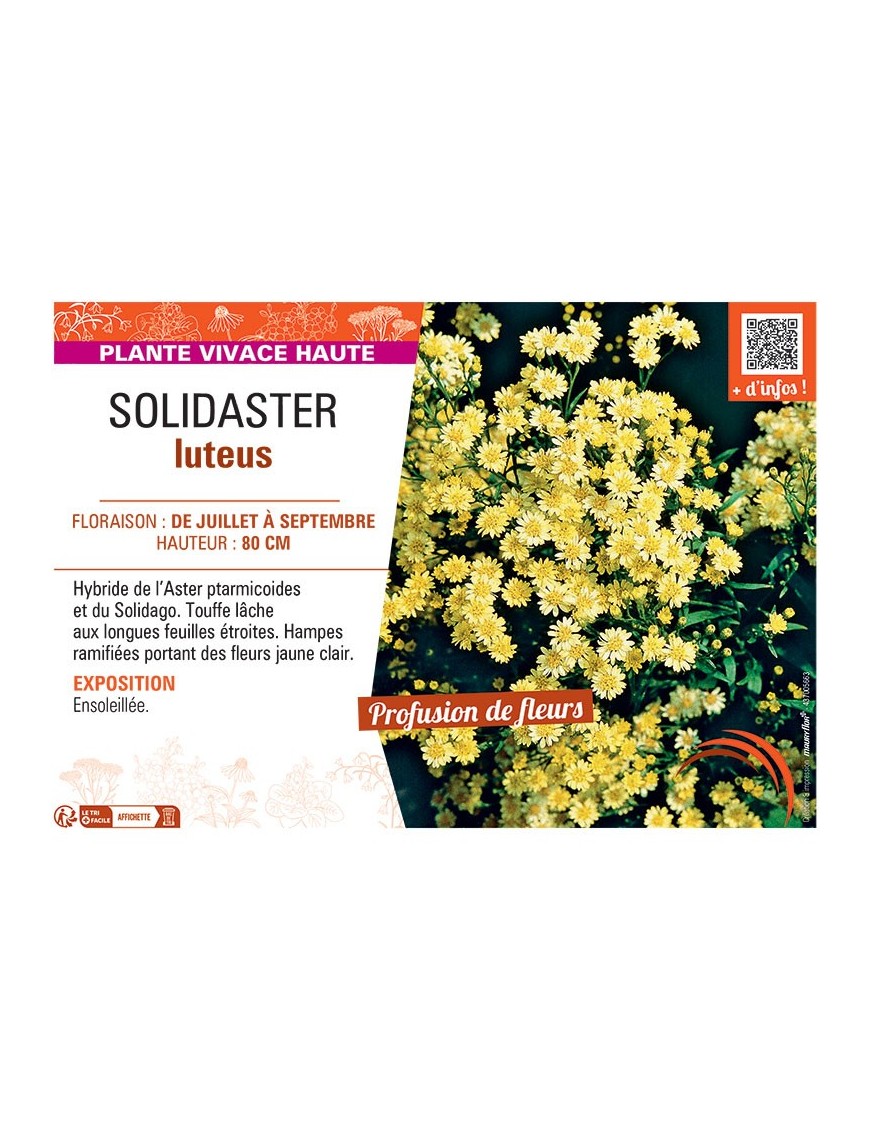 SOLIDASTER LUTEUS