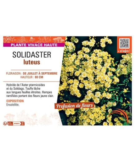 SOLIDASTER LUTEUS