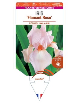 IRIS (germanica) Flamant (rose)