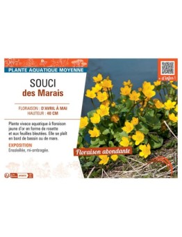 SOUCI DES MARAIS  (jaune d'or)